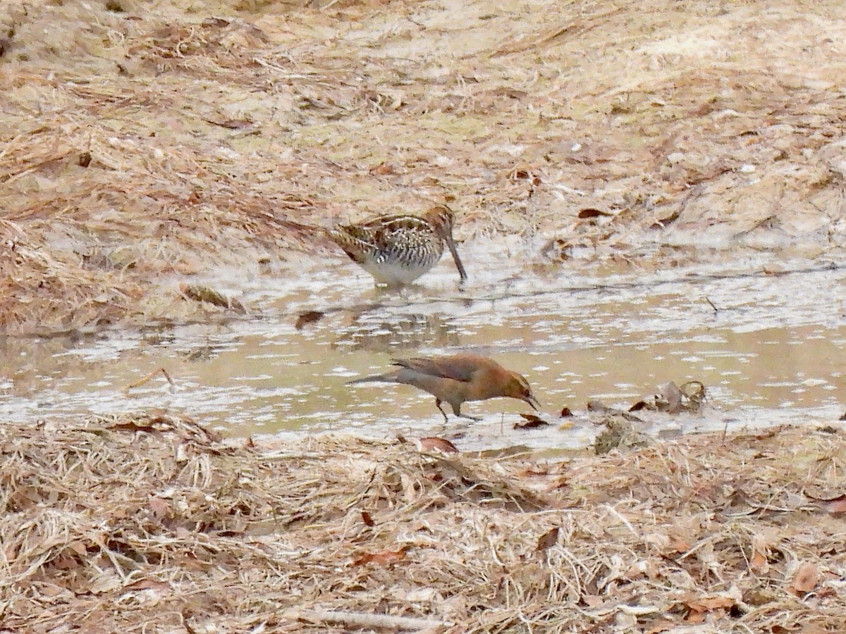 Rusty Blackbird - ML497544481