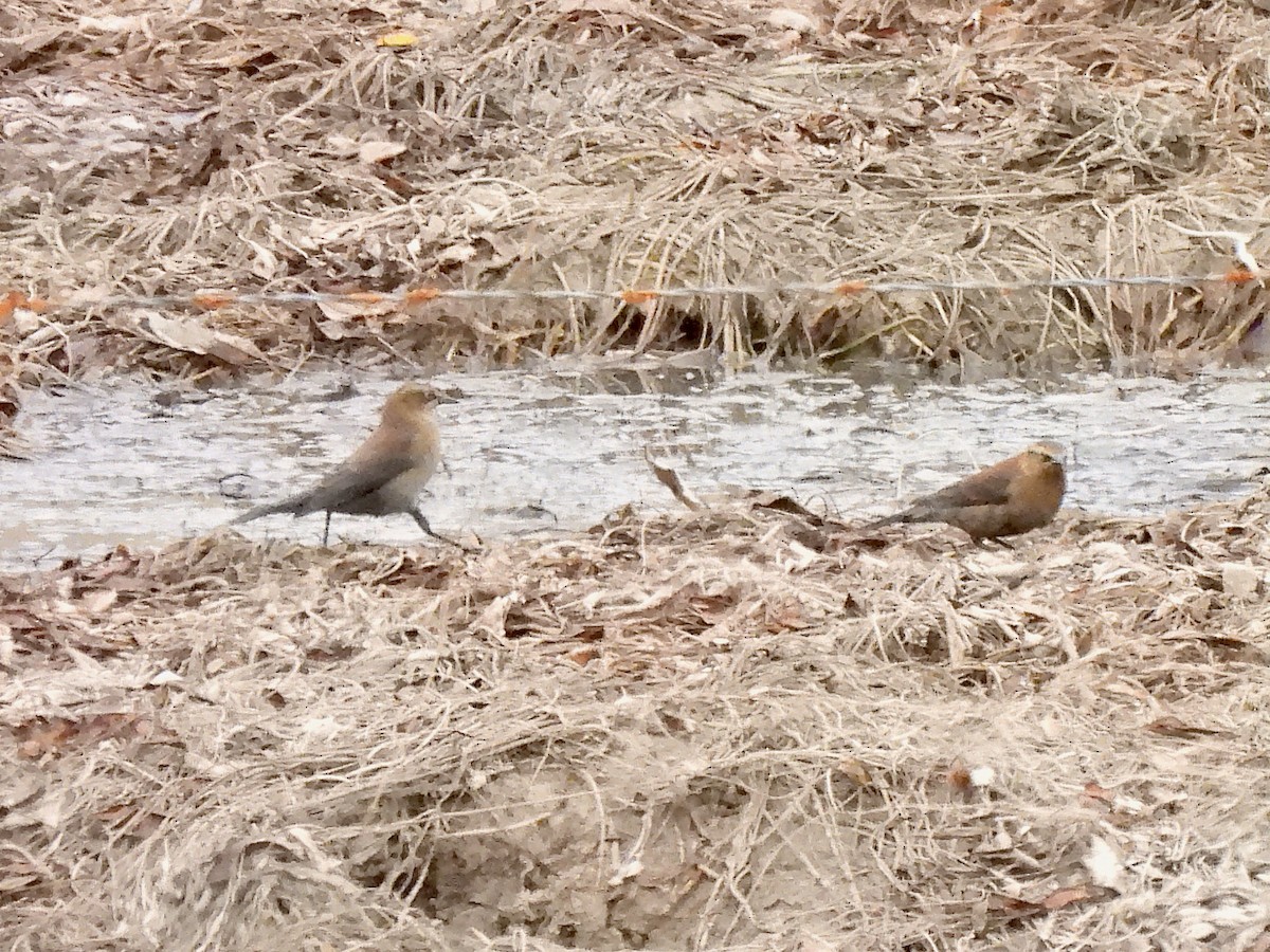 Rusty Blackbird - ML497544491