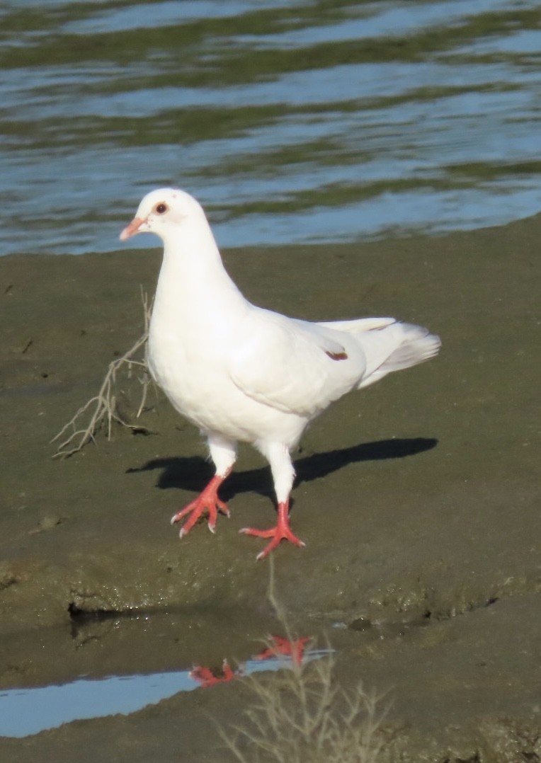 Rock Pigeon (Feral Pigeon) - ML497545981