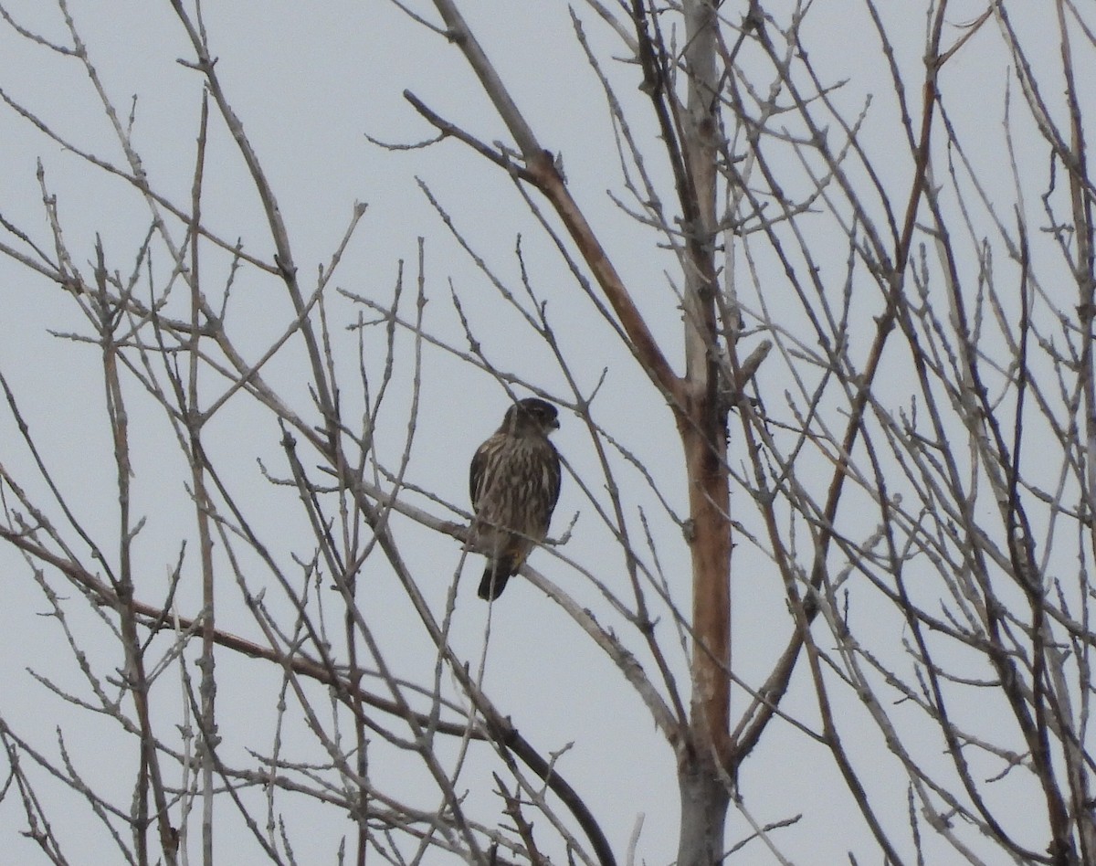 Підсоколик малий - ML497546281