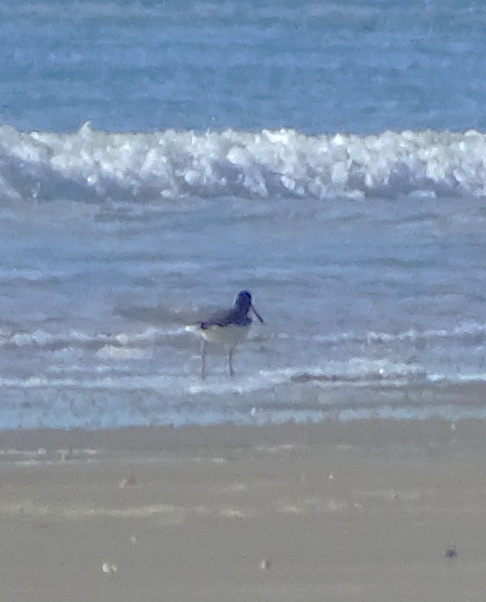 American Oystercatcher - ML497546321