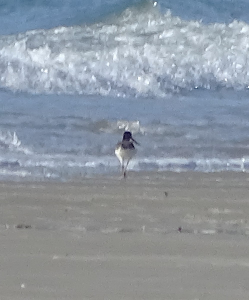 American Oystercatcher - ML497546331