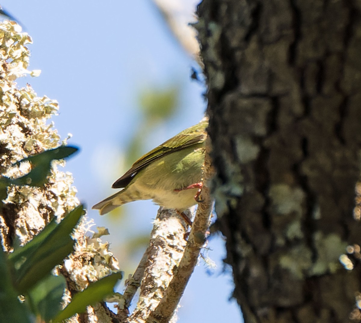 Red-legged Honeycreeper - ML497546631