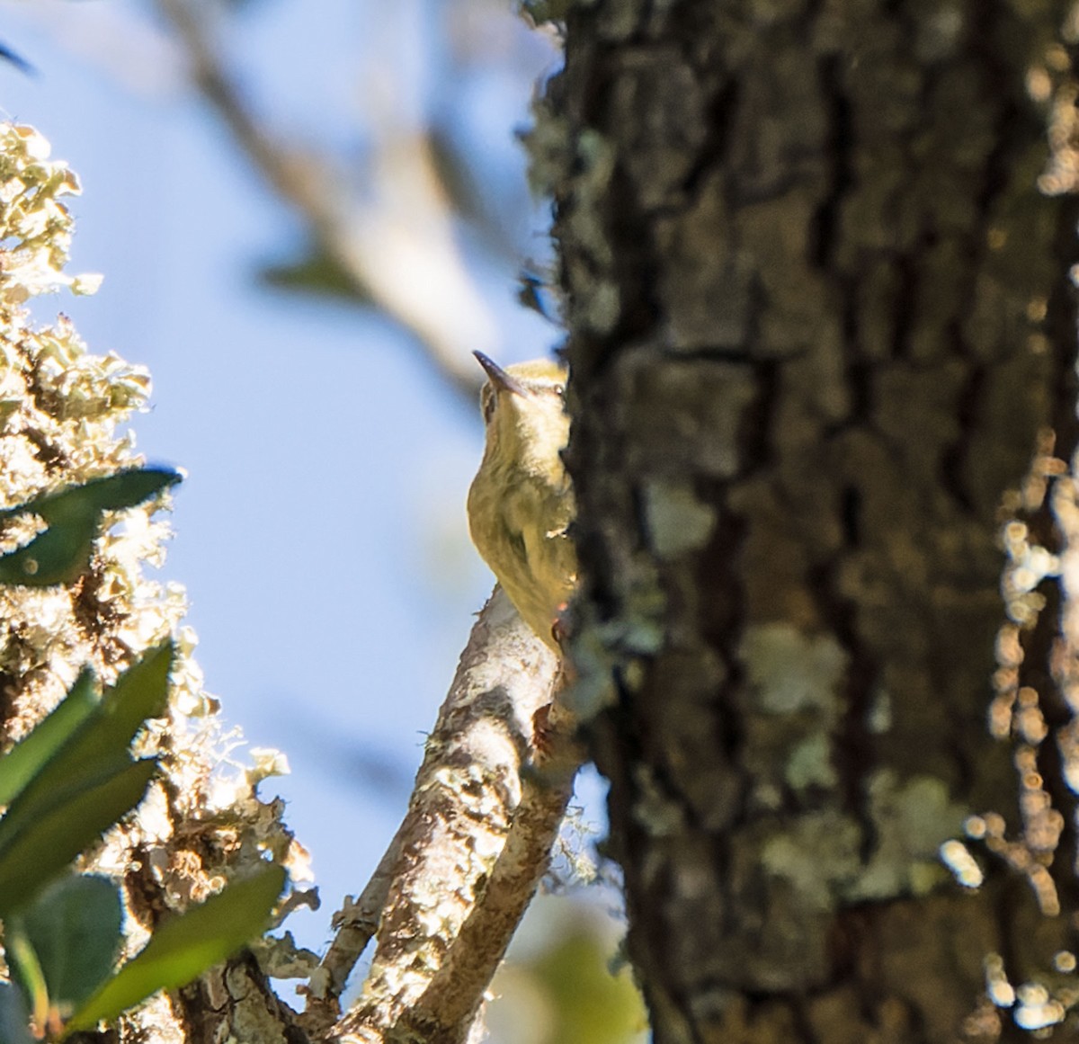 Red-legged Honeycreeper - ML497546661