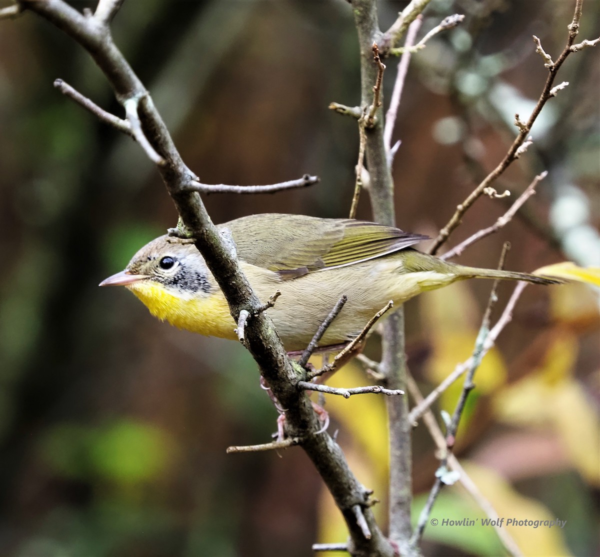 Common Yellowthroat - Warren Wolf