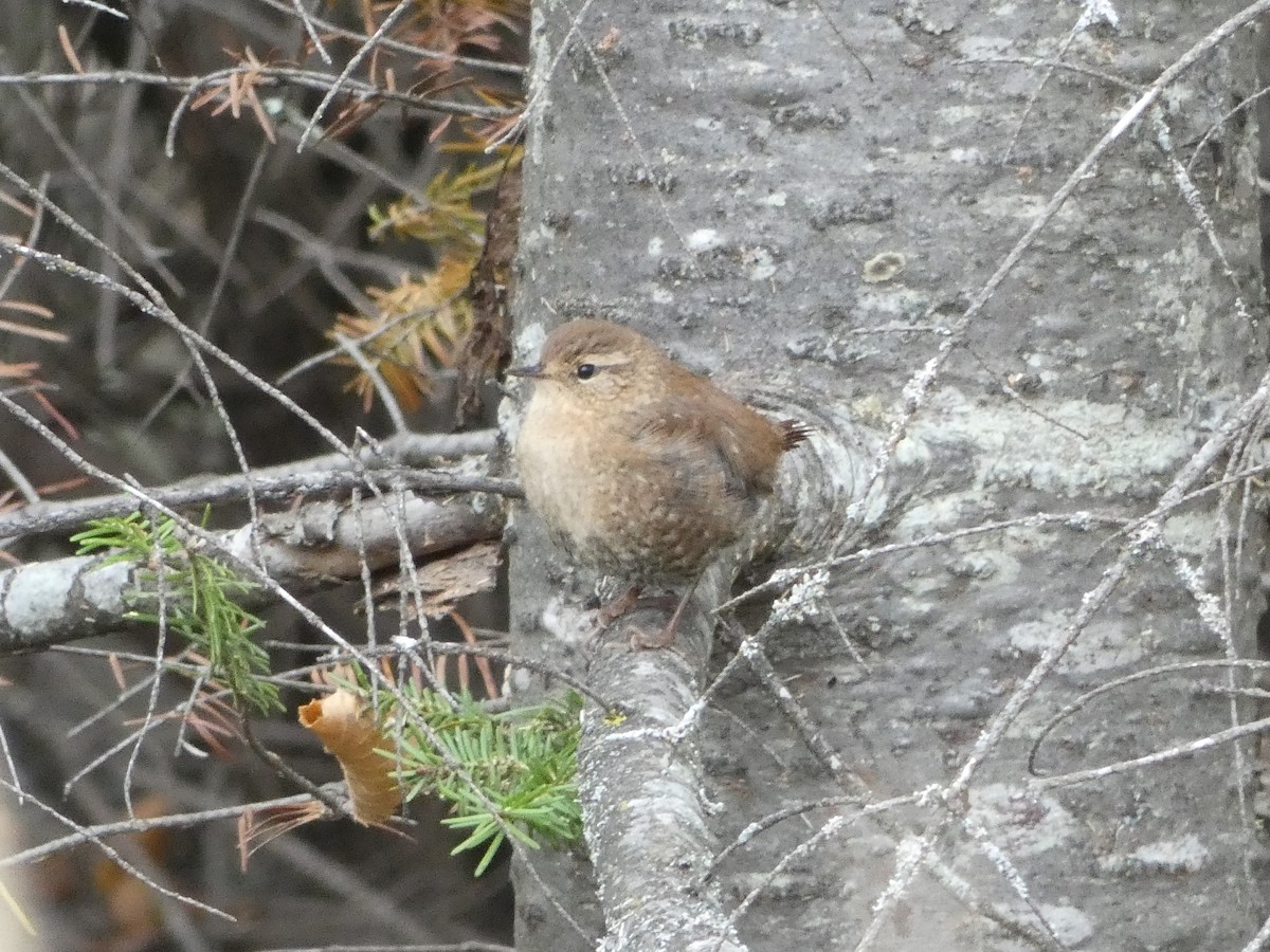 Winter Wren - ML497547391