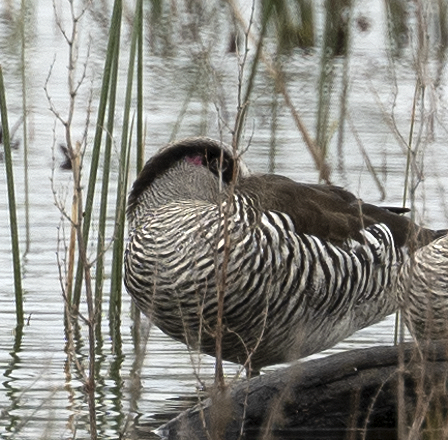 Pink-eared Duck - ML497547981