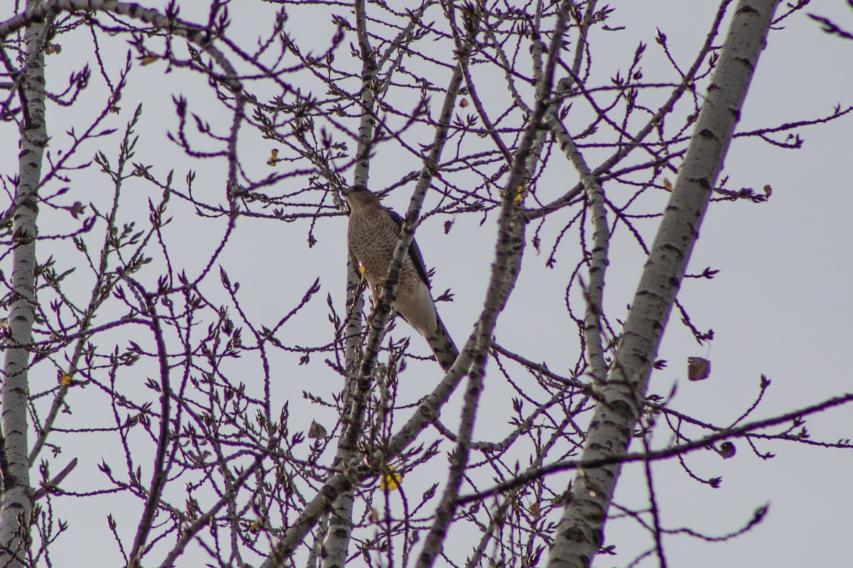 Épervier de Cooper - ML497548261