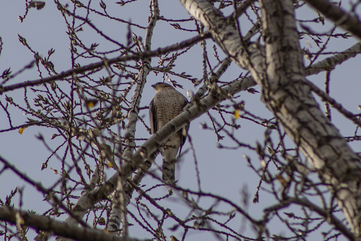 Épervier de Cooper - ML497548271