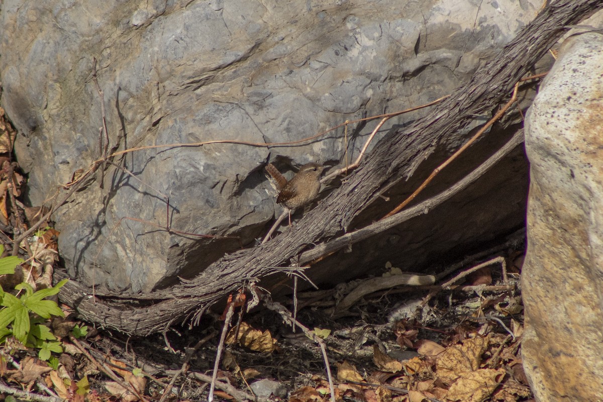 Troglodyte des forêts - ML497548351