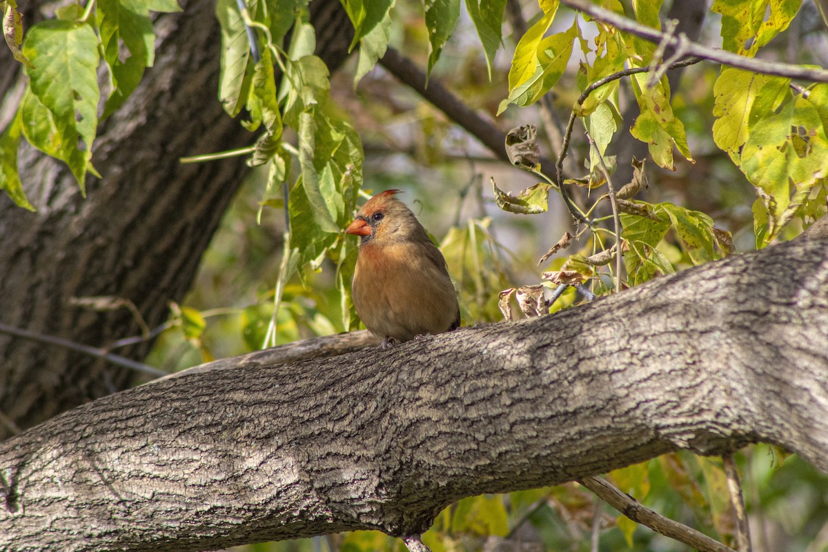 Cardinal rouge - ML497548461