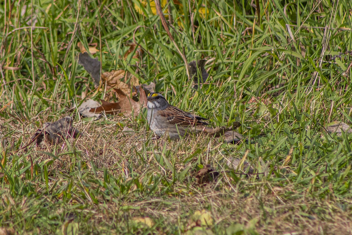Bruant à gorge blanche - ML497548661