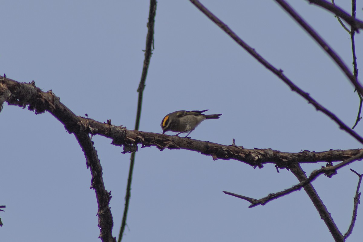 Roitelet à couronne dorée - ML497548871