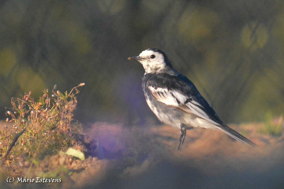 White Wagtail (British) - Mário Estevens