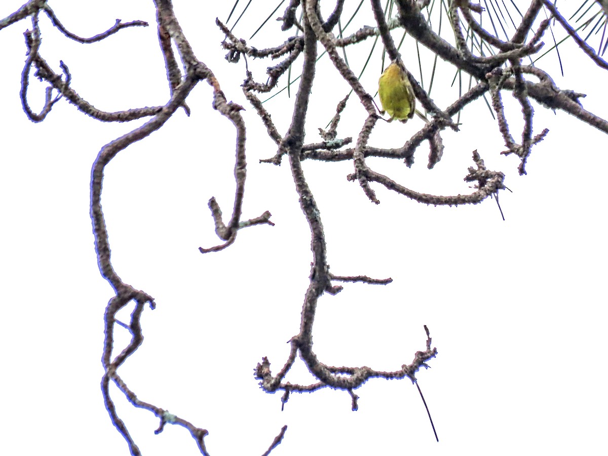 Yellow-rumped Thornbill - ML497550021