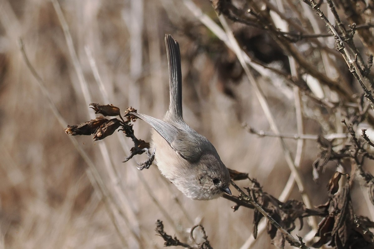 Bushtit - ML497551711