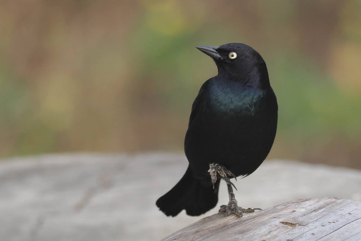 Brewer's Blackbird - Donna Pomeroy