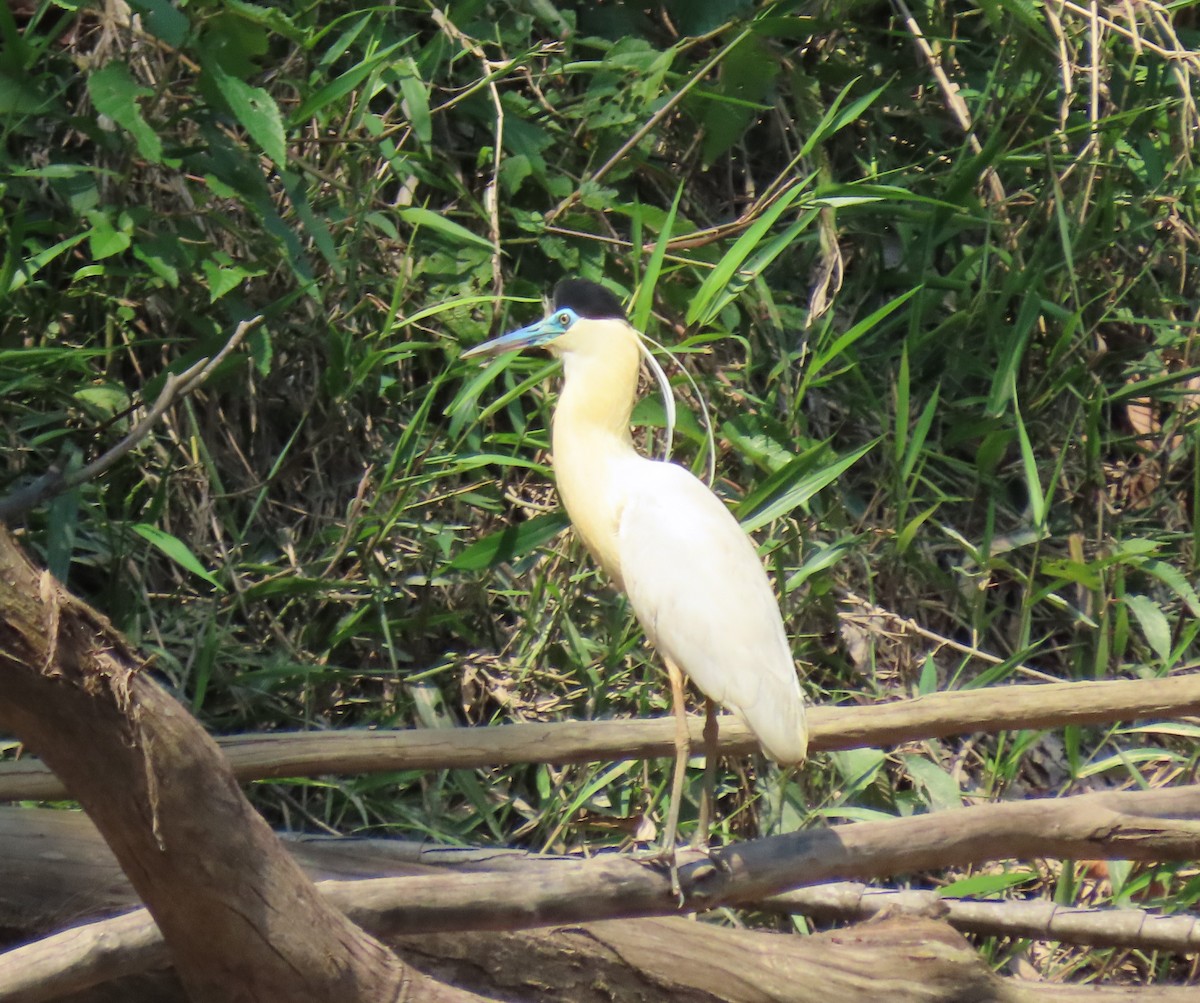 Capped Heron - ML497555021