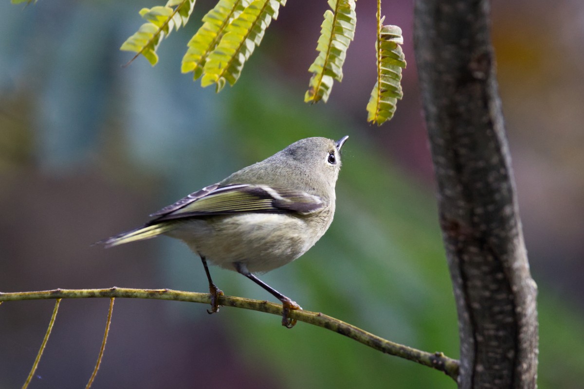 Ruby-crowned Kinglet - ML497555281