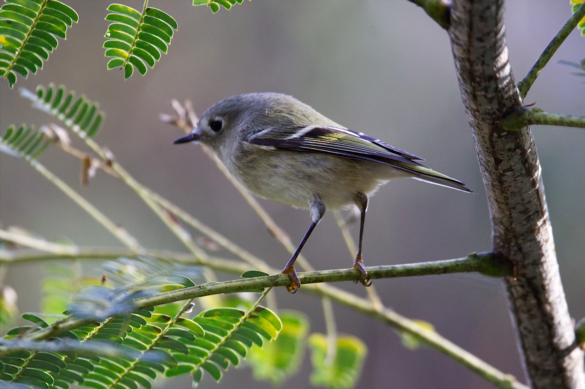 Ruby-crowned Kinglet - ML497555291