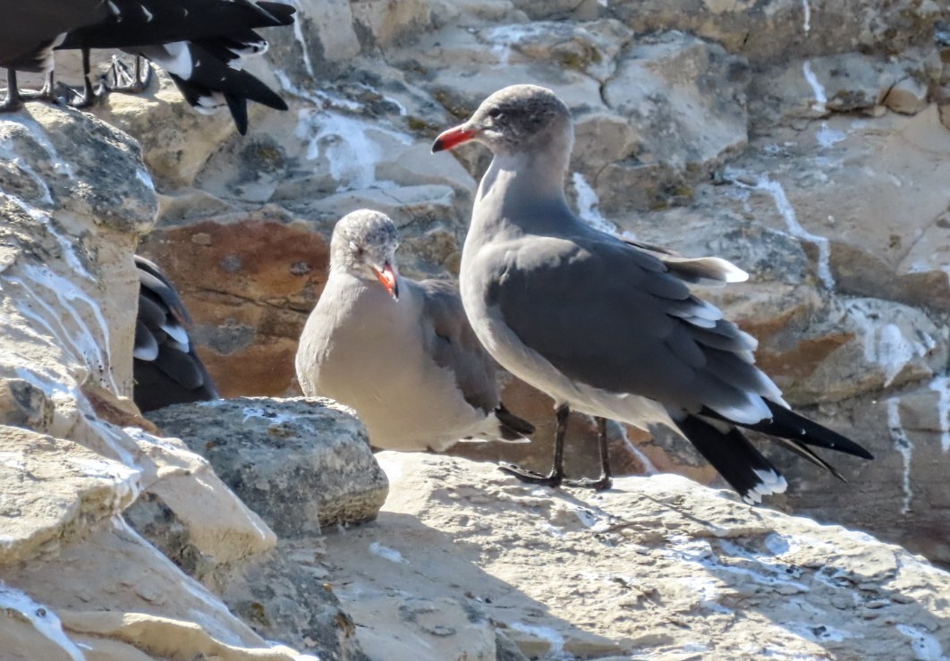 Heermann's Gull - ML497555681