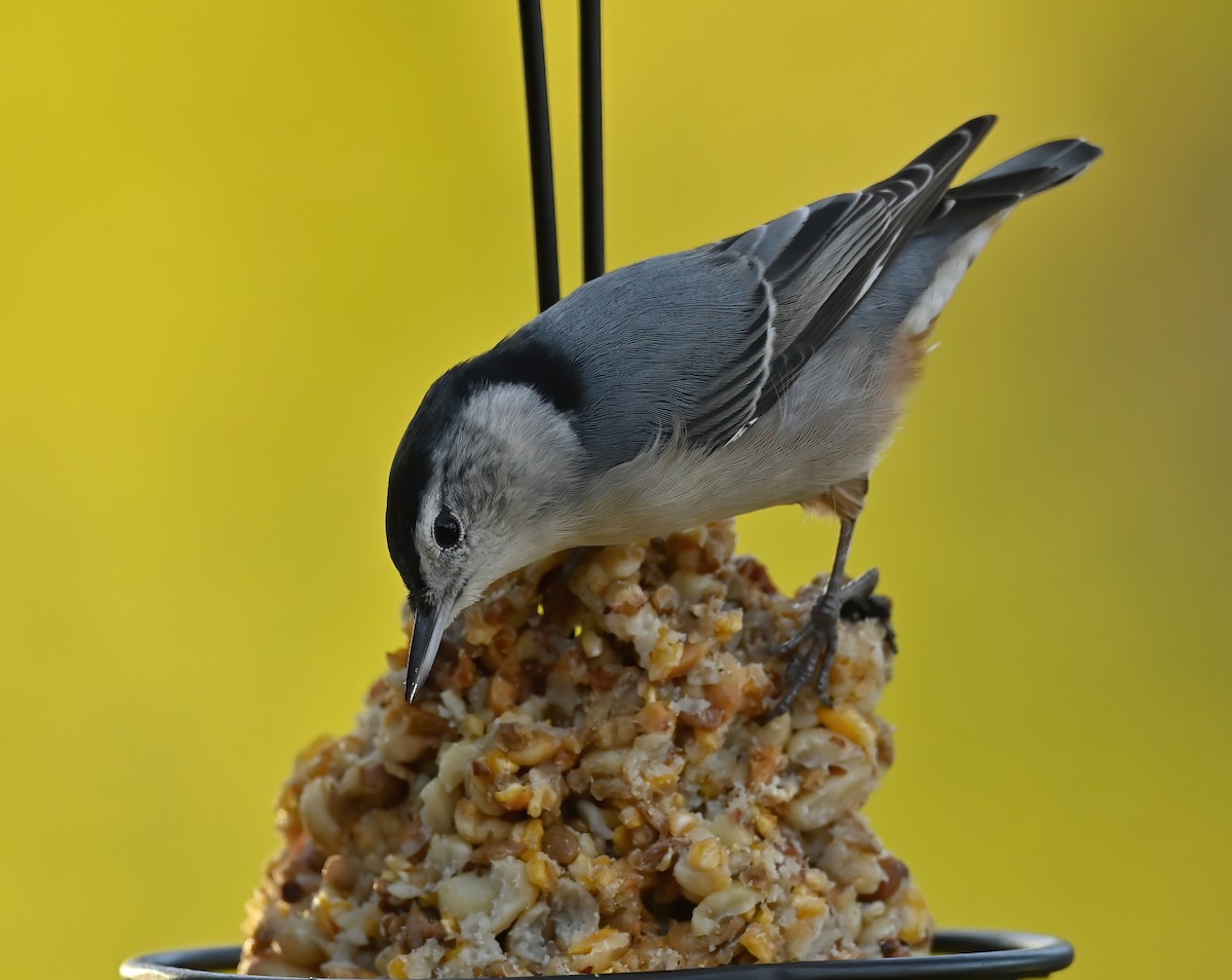 White-breasted Nuthatch - ML497556281