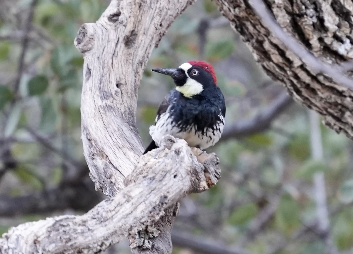 Acorn Woodpecker - ML497557901