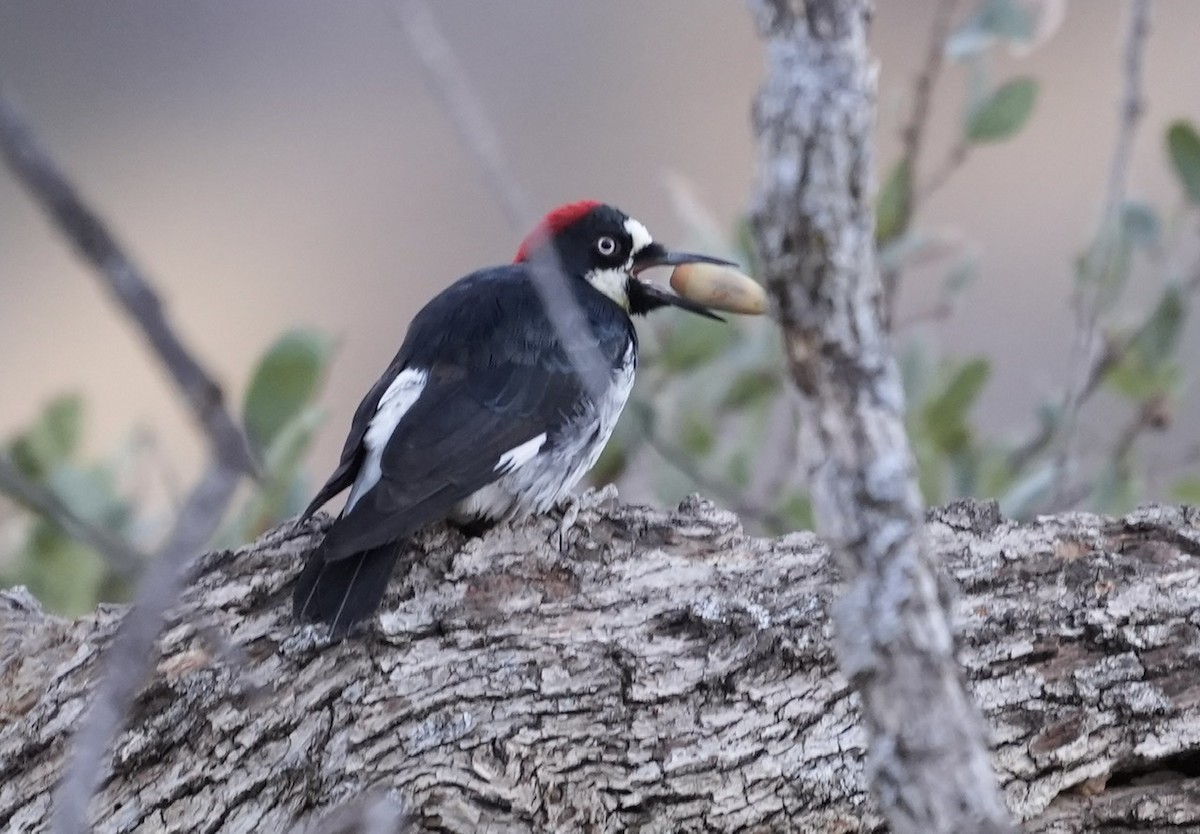 Acorn Woodpecker - Anthony Schlencker