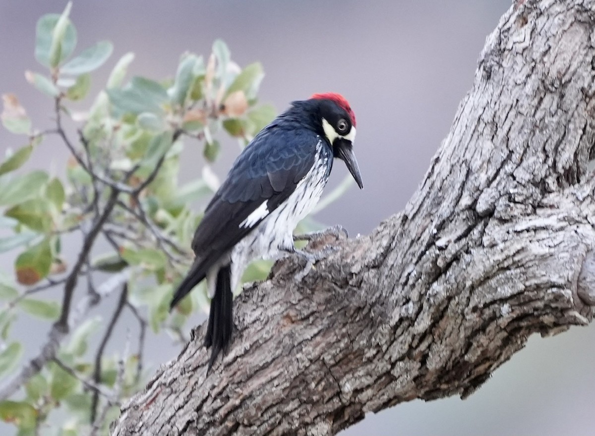 Acorn Woodpecker - Anthony Schlencker