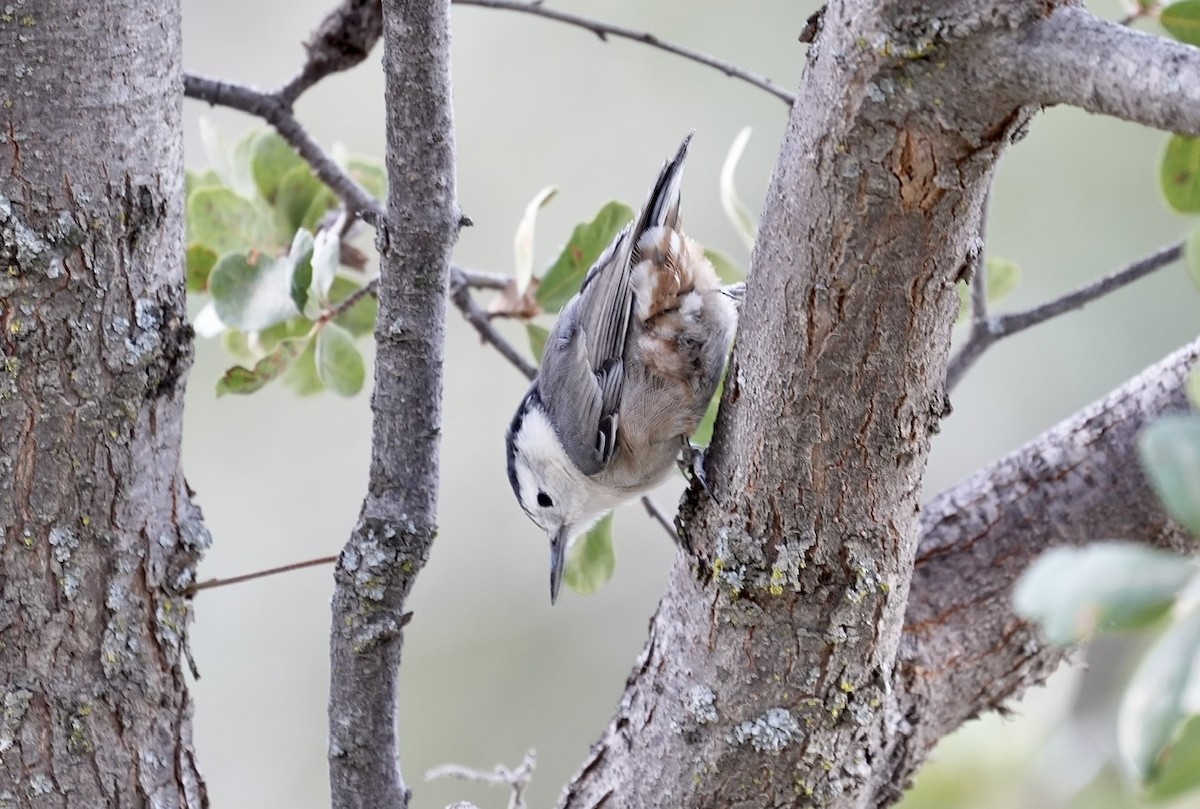 White-breasted Nuthatch - ML497558041