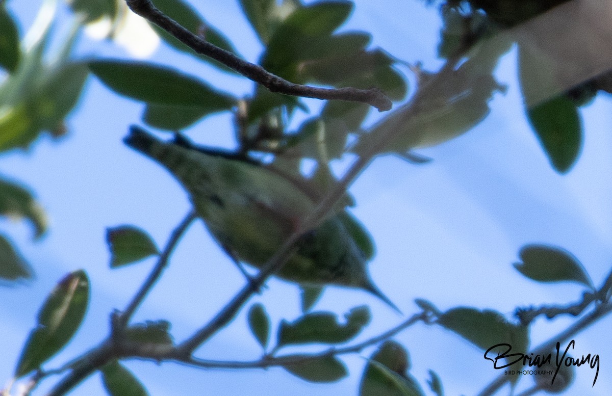 Red-legged Honeycreeper - ML497558371