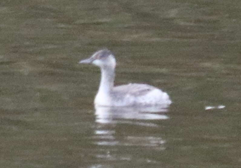 Horned Grebe - ML497559171