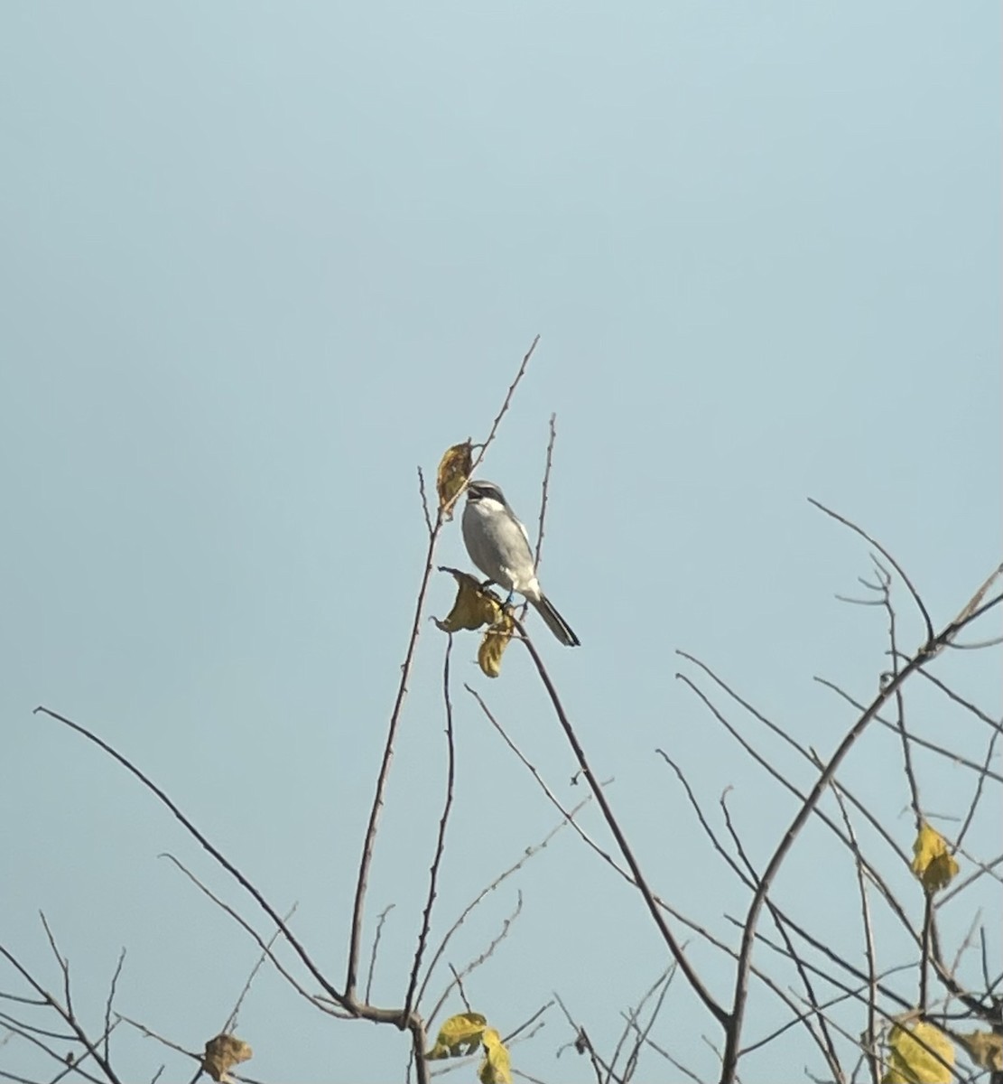 Loggerhead Shrike - ML497559731