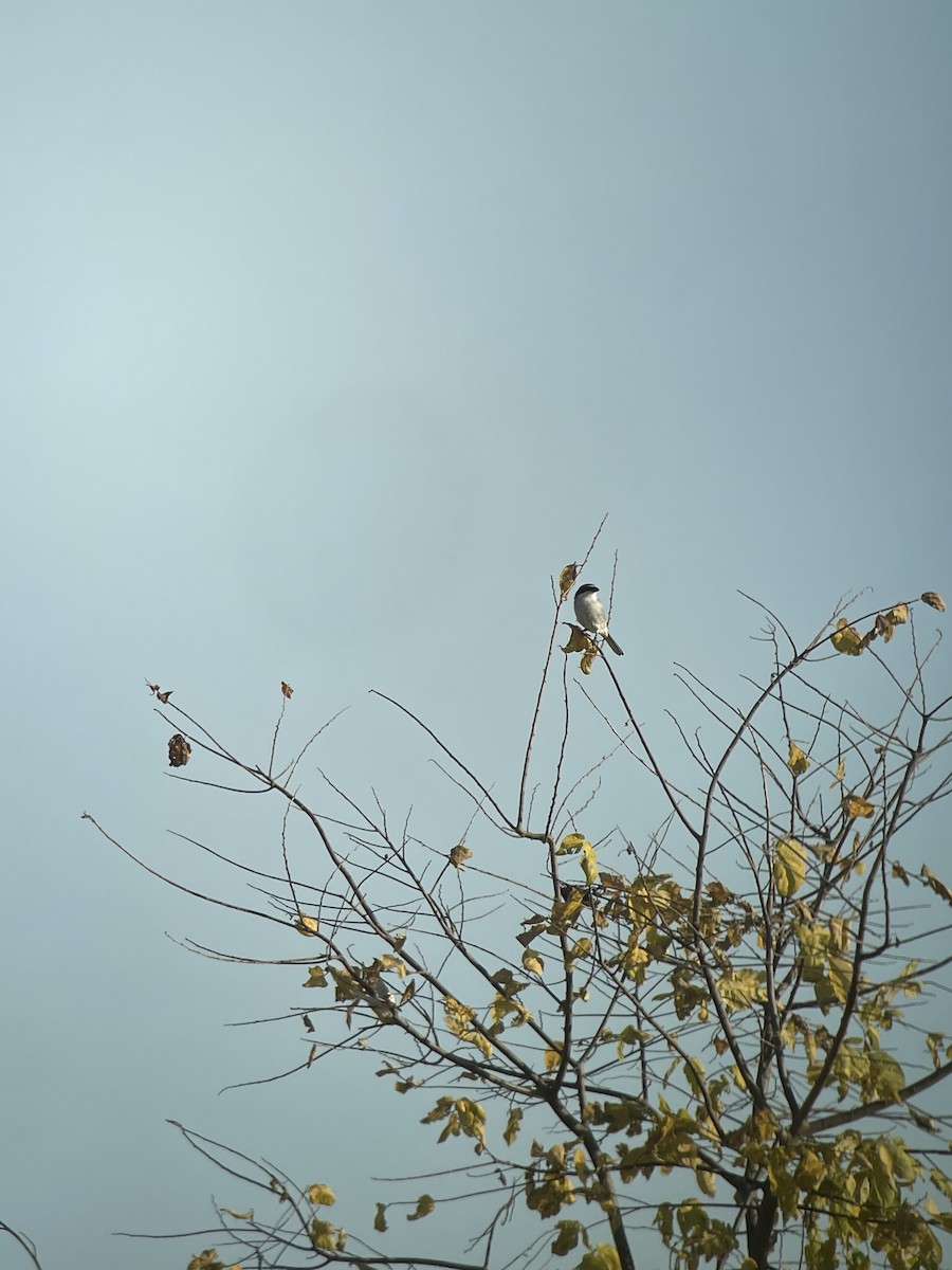 Loggerhead Shrike - ML497559741