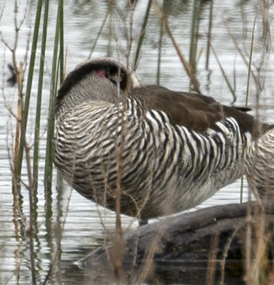 Pink-eared Duck - ML497560851