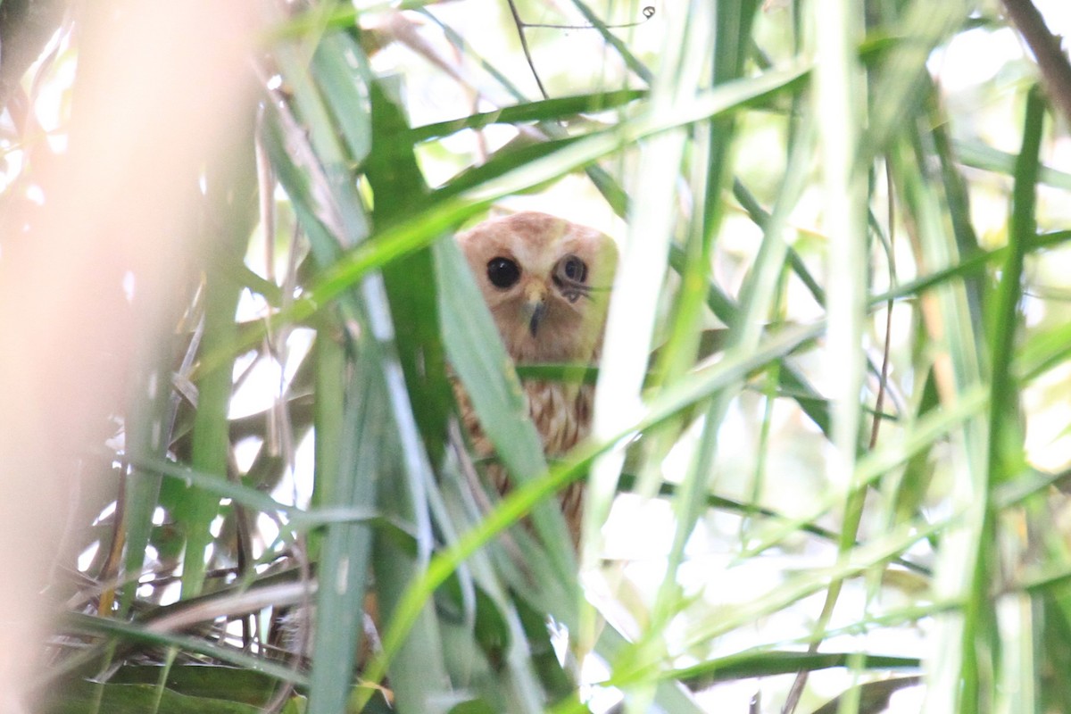 Rufous Fishing-Owl - ML49756101