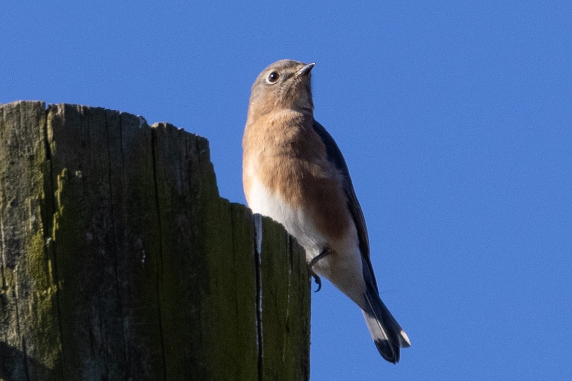 Eastern Bluebird - ML497563381