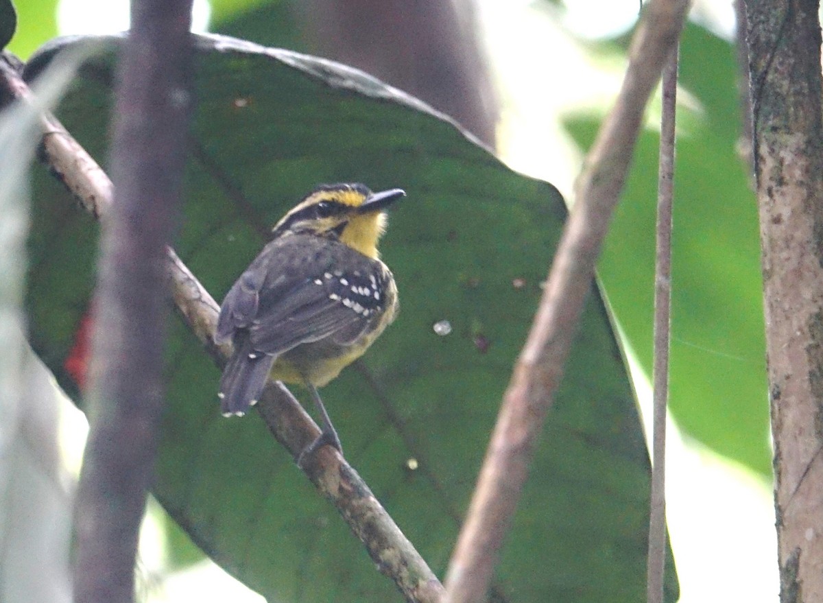 Yellow-browed Antbird - ML49756391