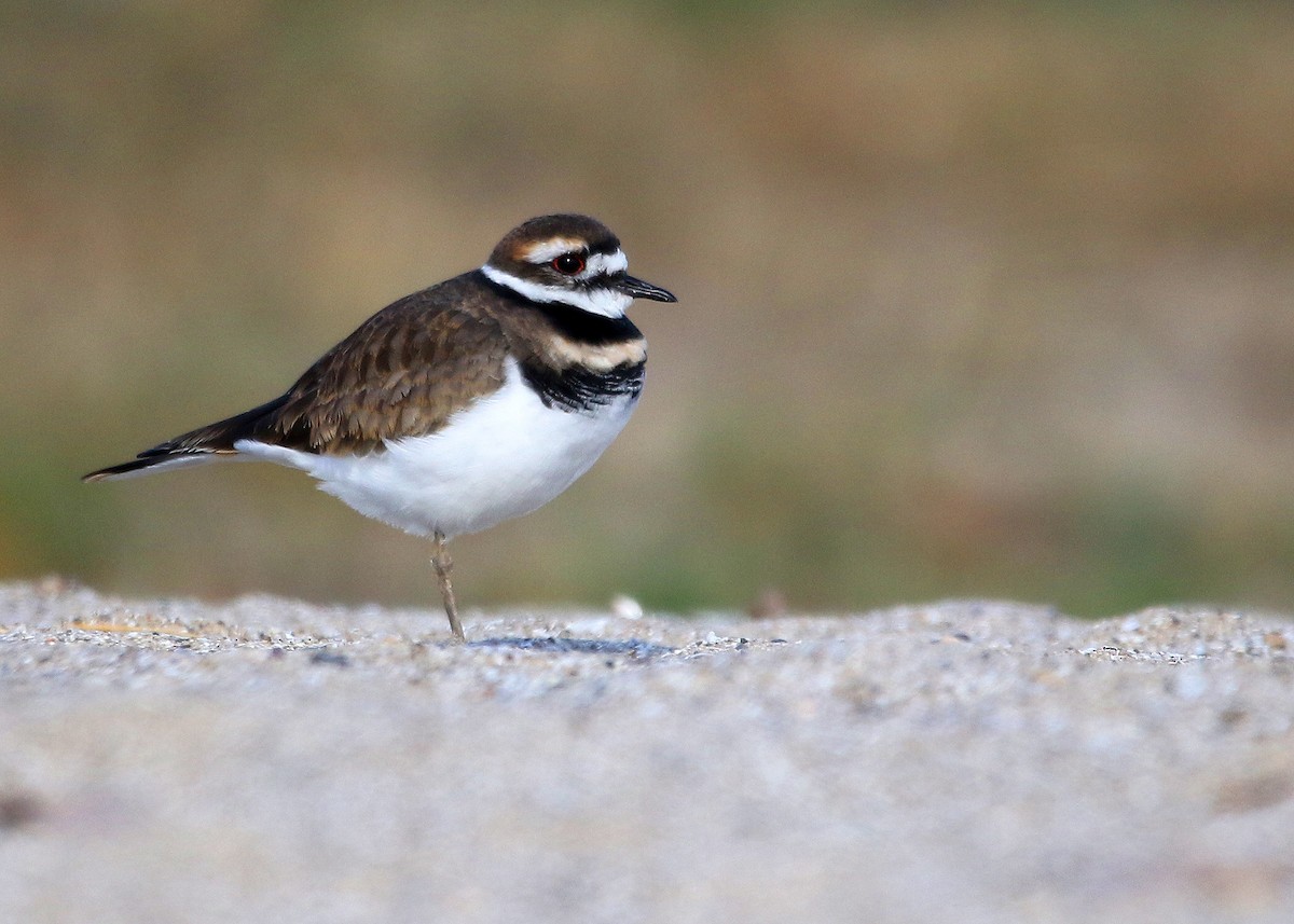 Killdeer - ML497564881