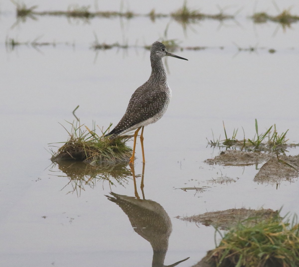 Greater Yellowlegs - ML497566981