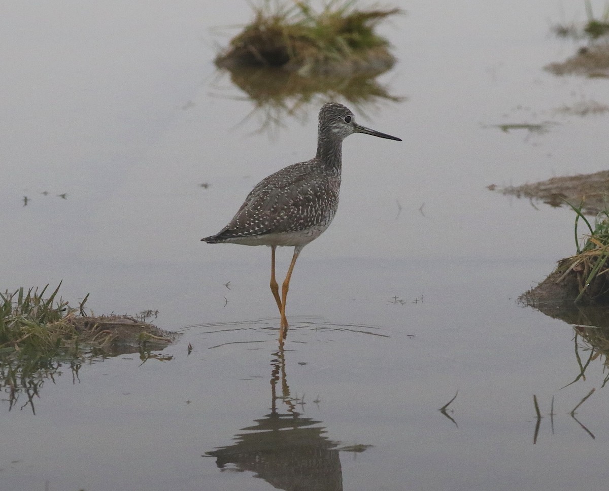 Greater Yellowlegs - ML497567051