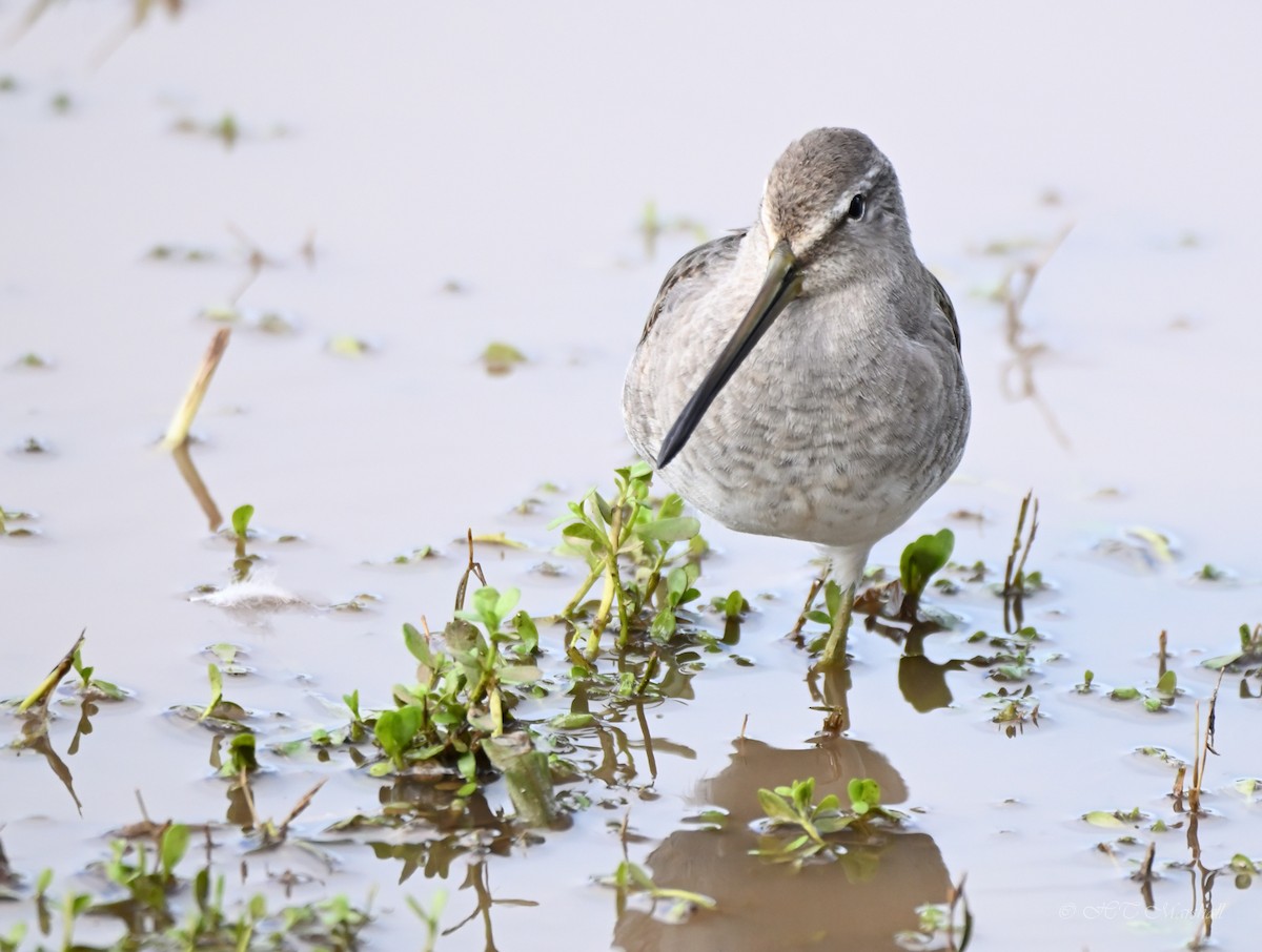 Long-billed Dowitcher - ML497568811