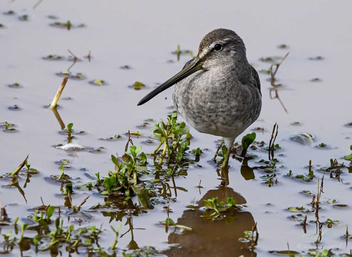 Long-billed Dowitcher - ML497568821
