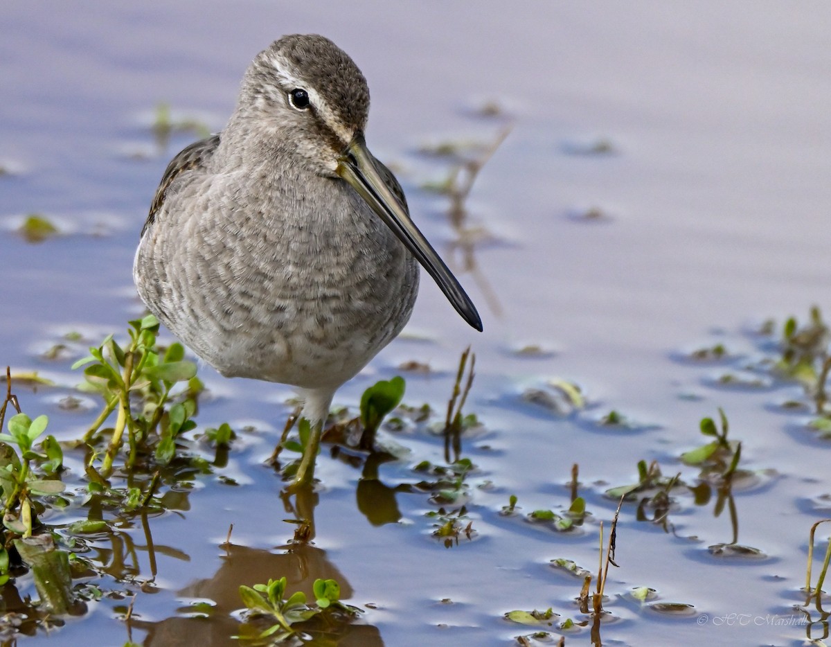 Long-billed Dowitcher - ML497568831