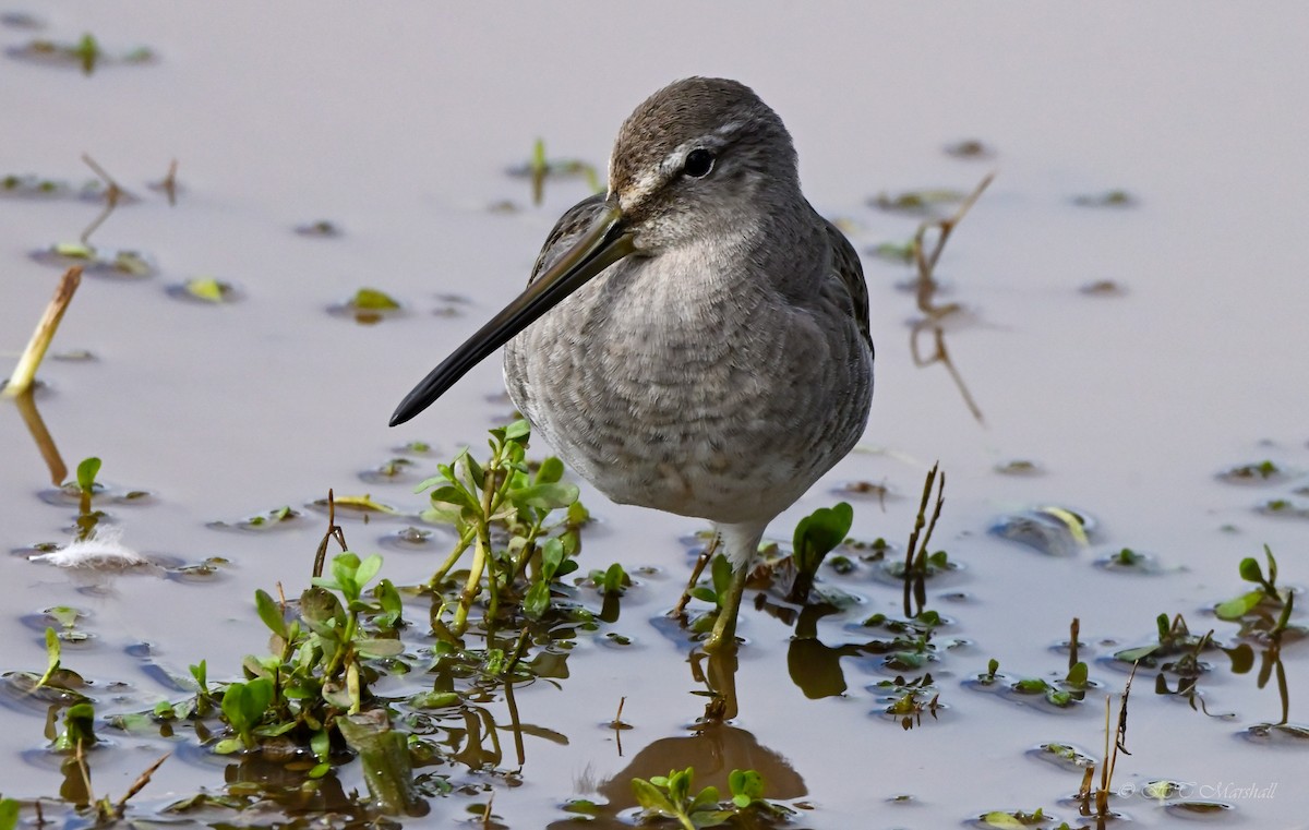 Long-billed Dowitcher - ML497568841