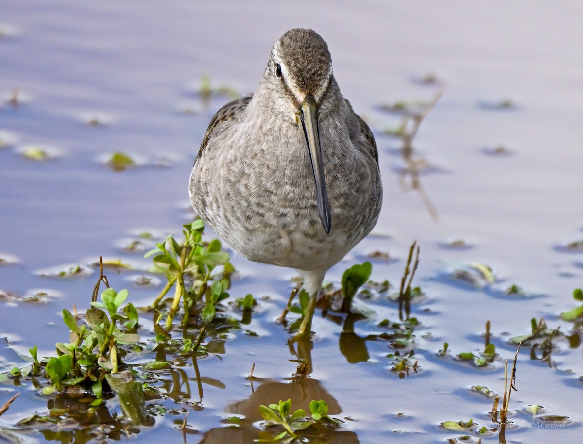 Long-billed Dowitcher - ML497568851