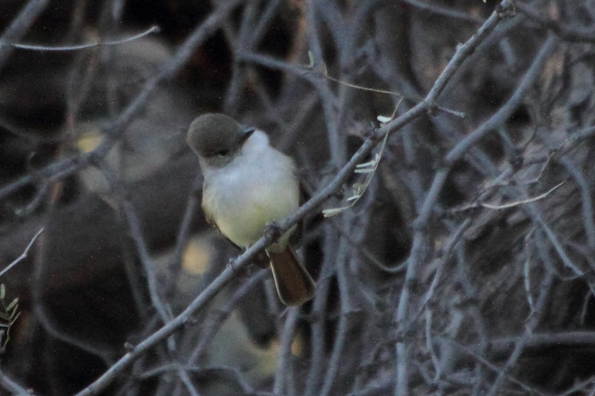 Nutting's Flycatcher - ML497569971