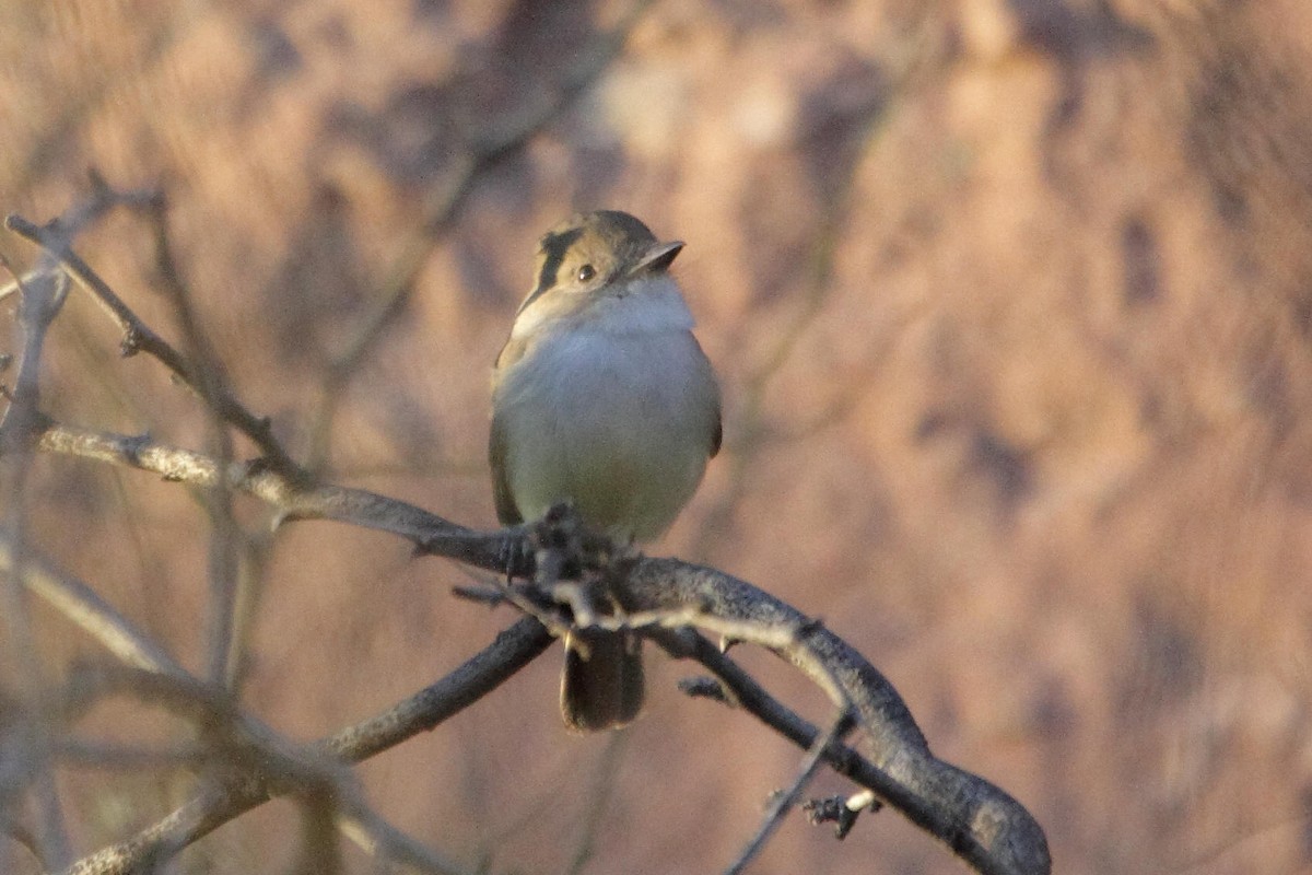 Nutting's Flycatcher - ML497569991