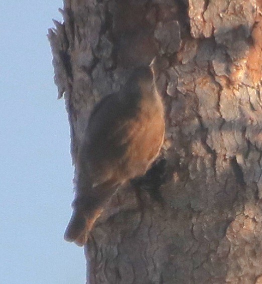 White-browed Treecreeper - ML497570511