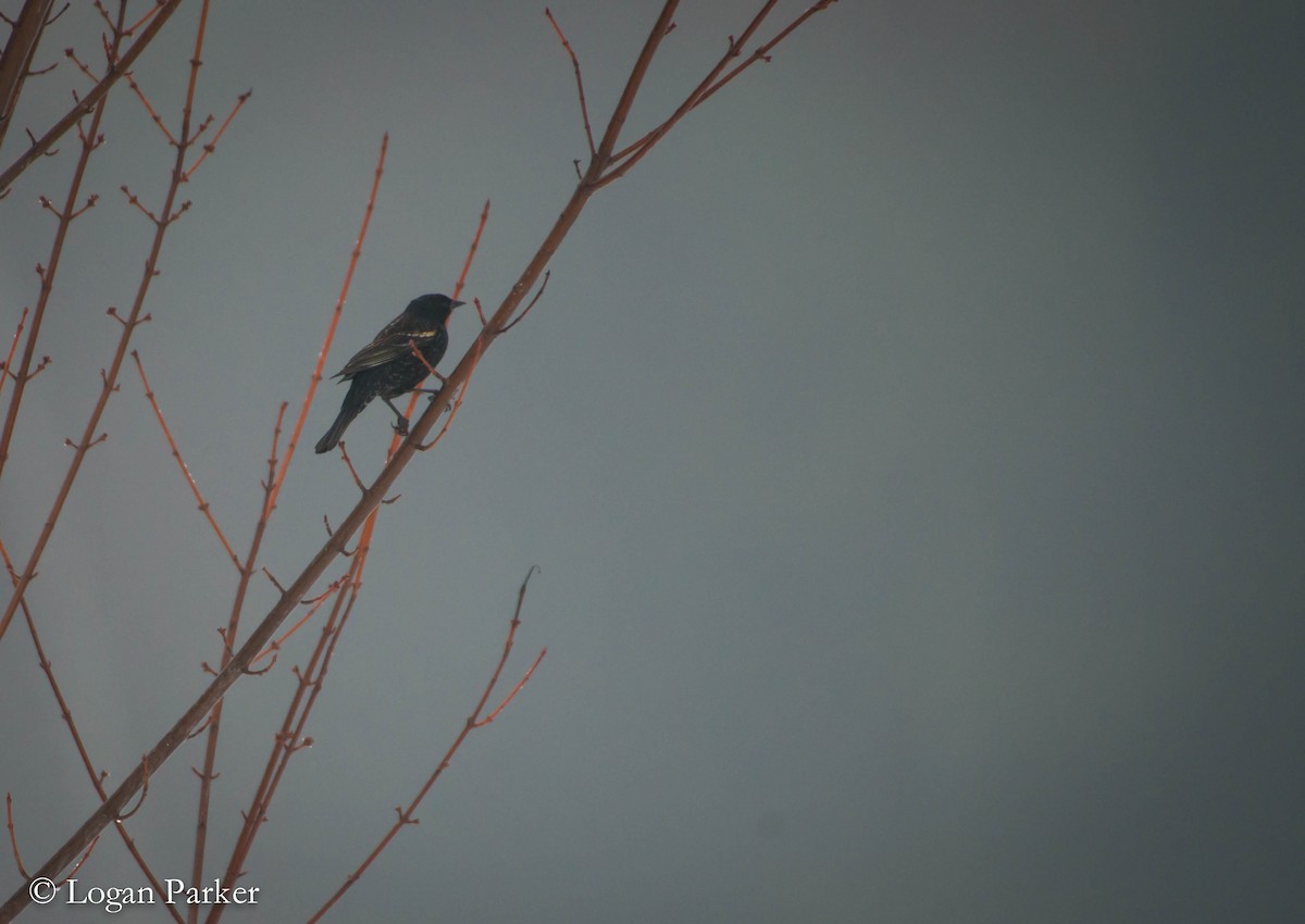 Red-winged Blackbird - Logan Parker